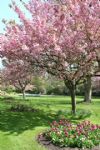 The Sun Shines on Swindon Town Gardens